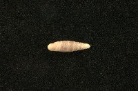 藏品(似謝氏煙管蝸牛)的圖片